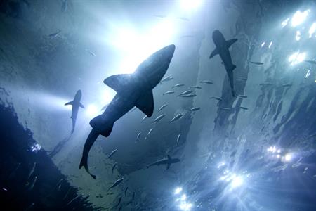7_The Deep shark_Attractions_Hull.JPG